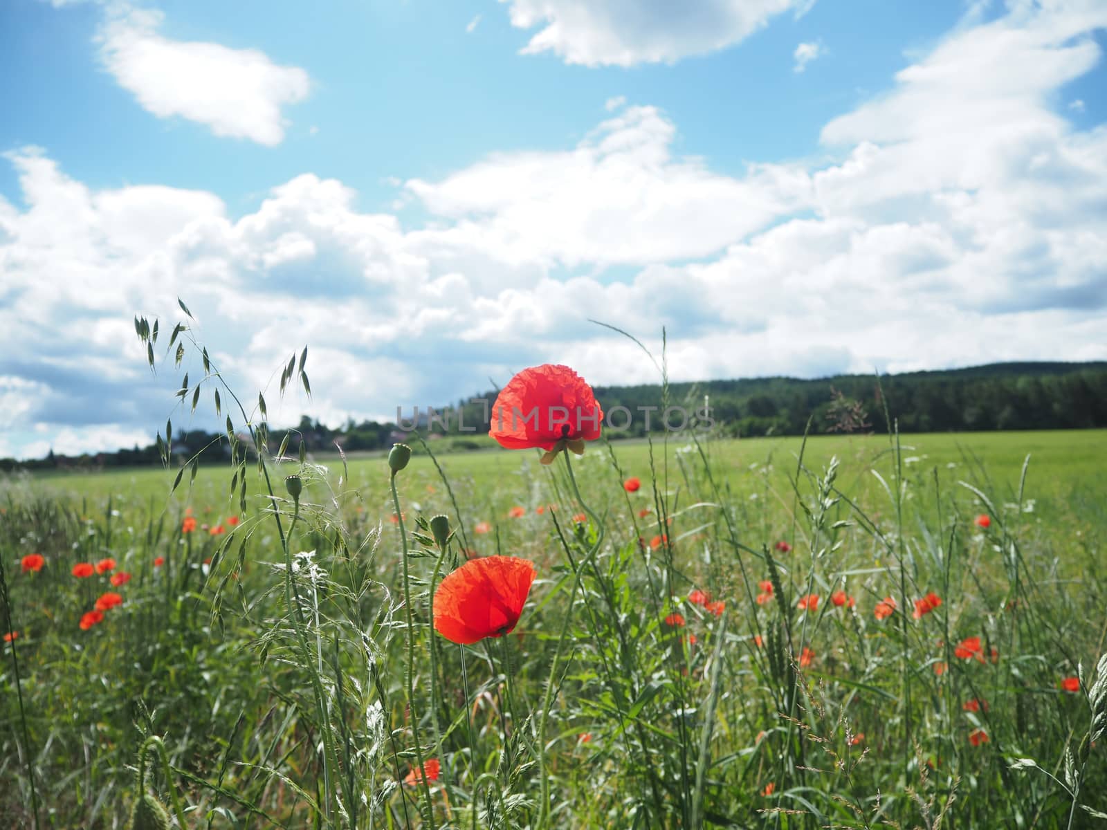 Red poppy field in a green meadow in a sunny day with a blue sky and white clowds