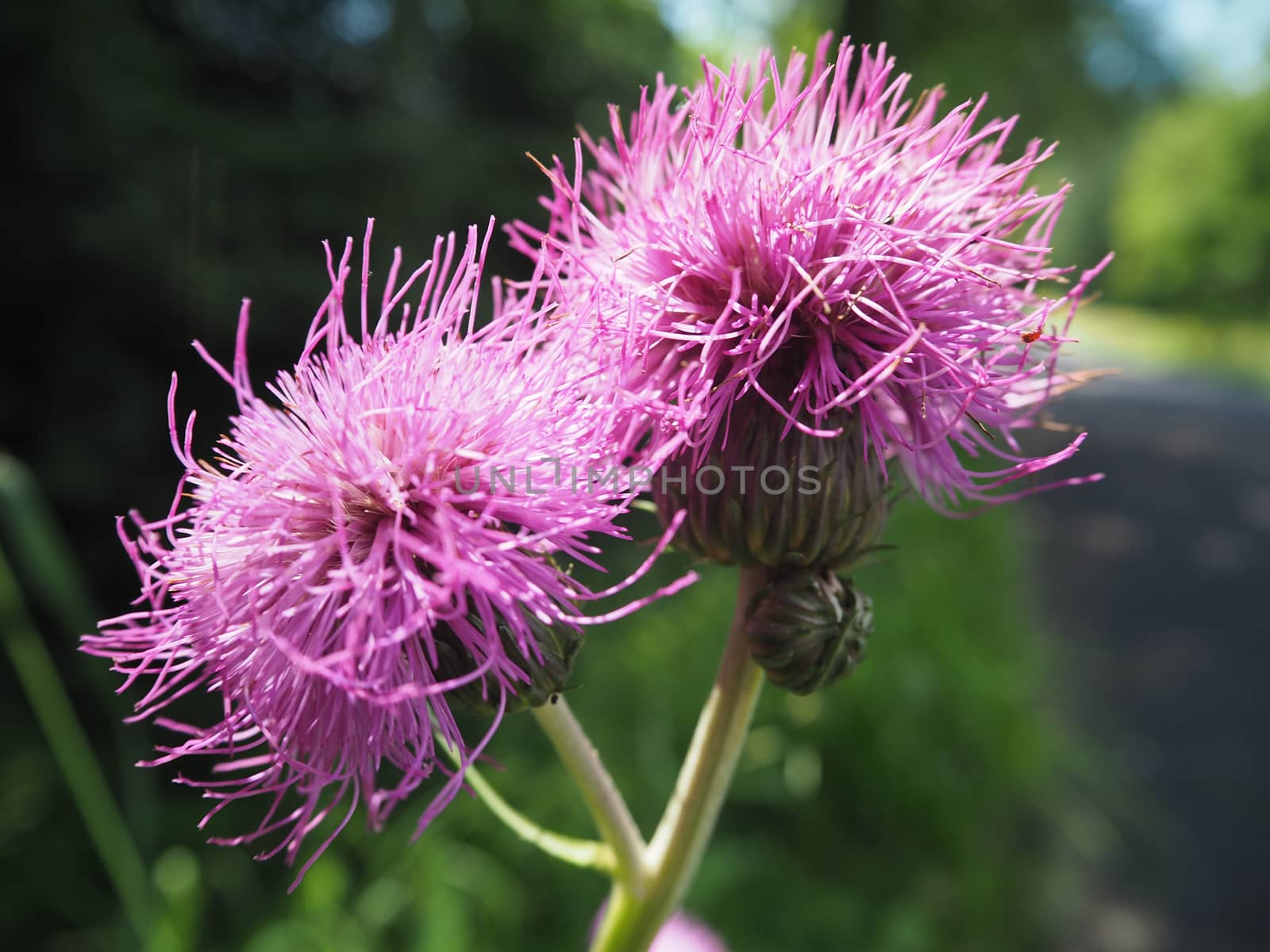 Cotton Thistle flower on blurry background