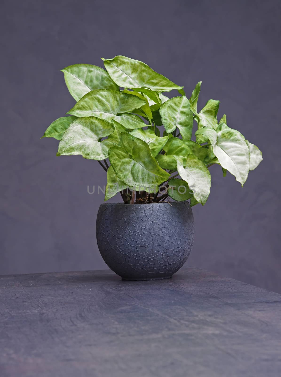 green plant in decorative grey flowerpot on abstract grey bacground