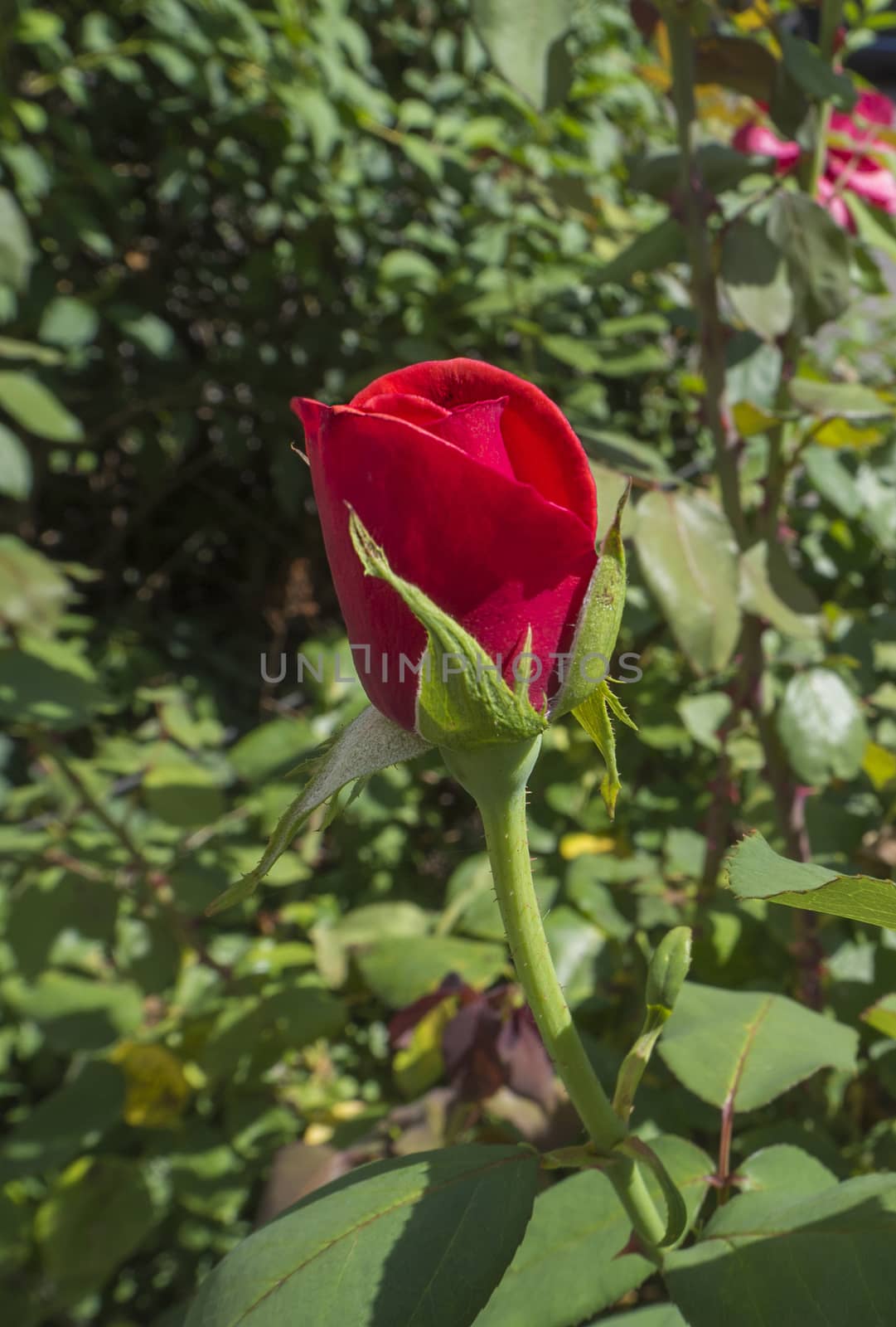 close up red rose bud