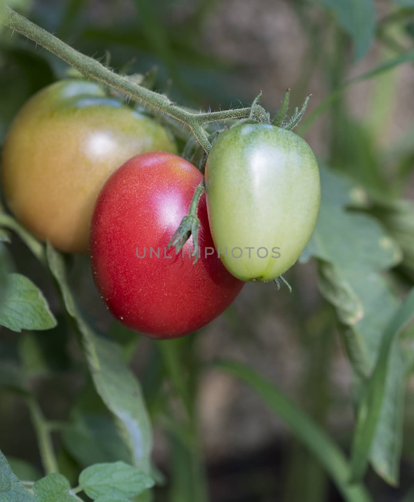 close up ripen tomatoes on the branch