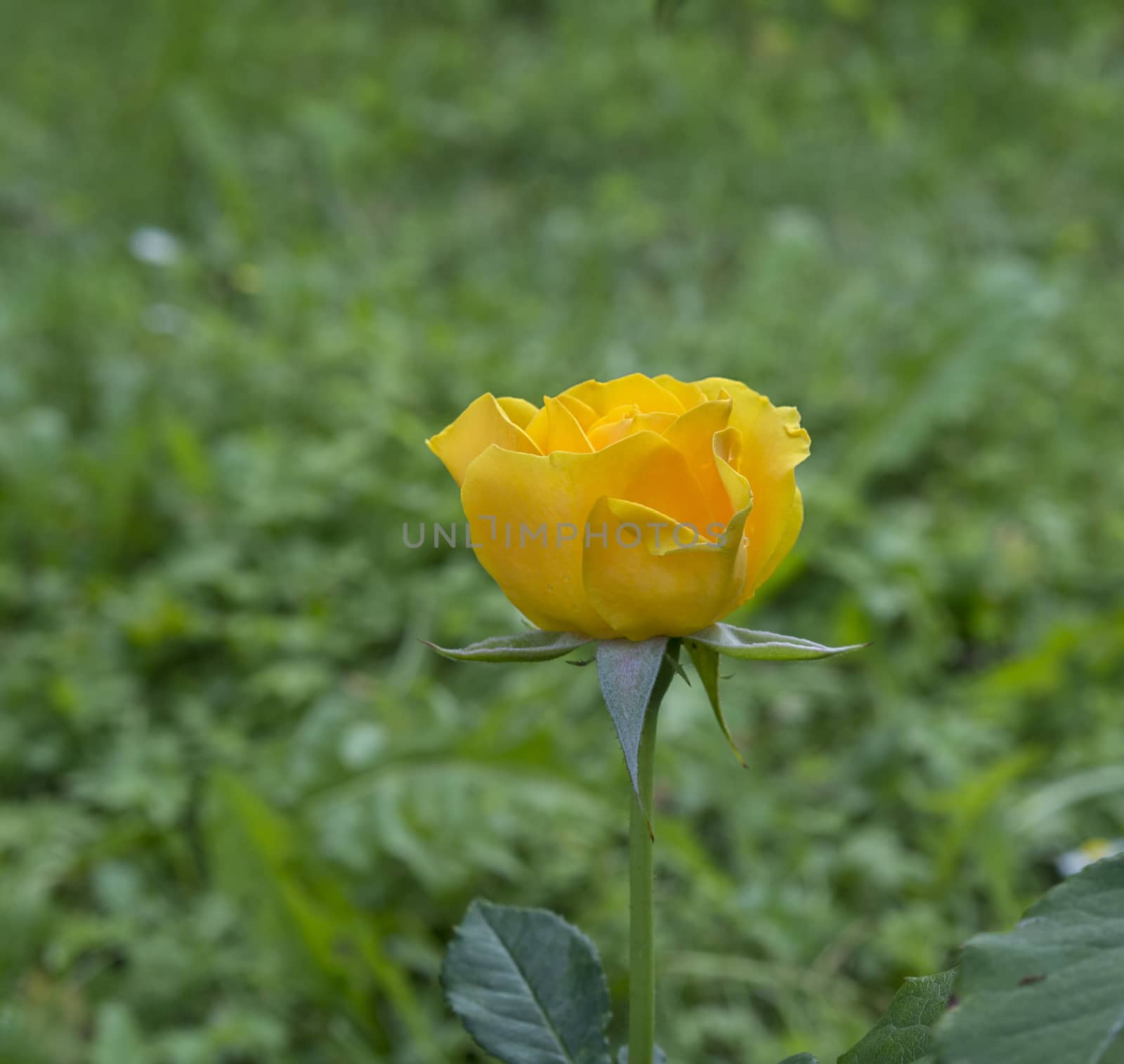one blooming yellow rose on blurry green background by Henkeova