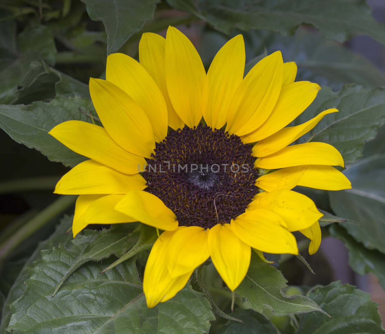 close up blooming sunflower on green background