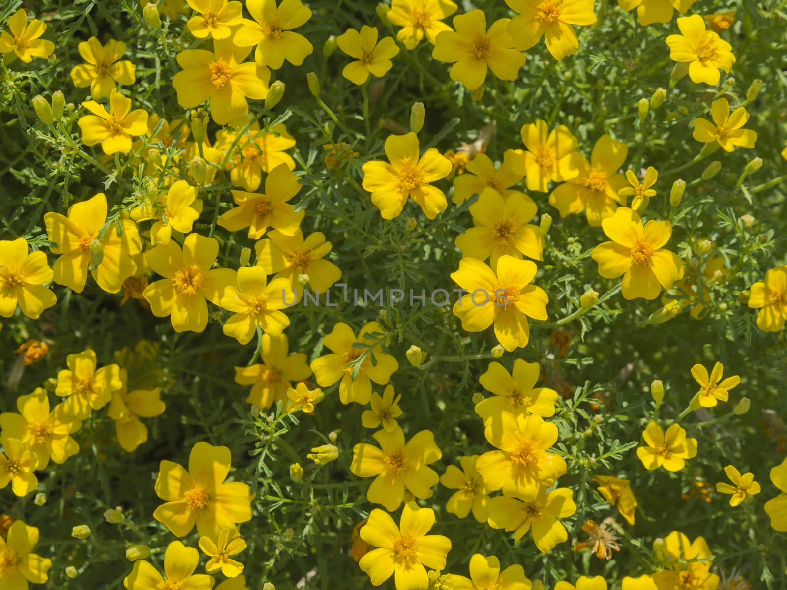 planty yellow flowers plant decorative background - Potentilla