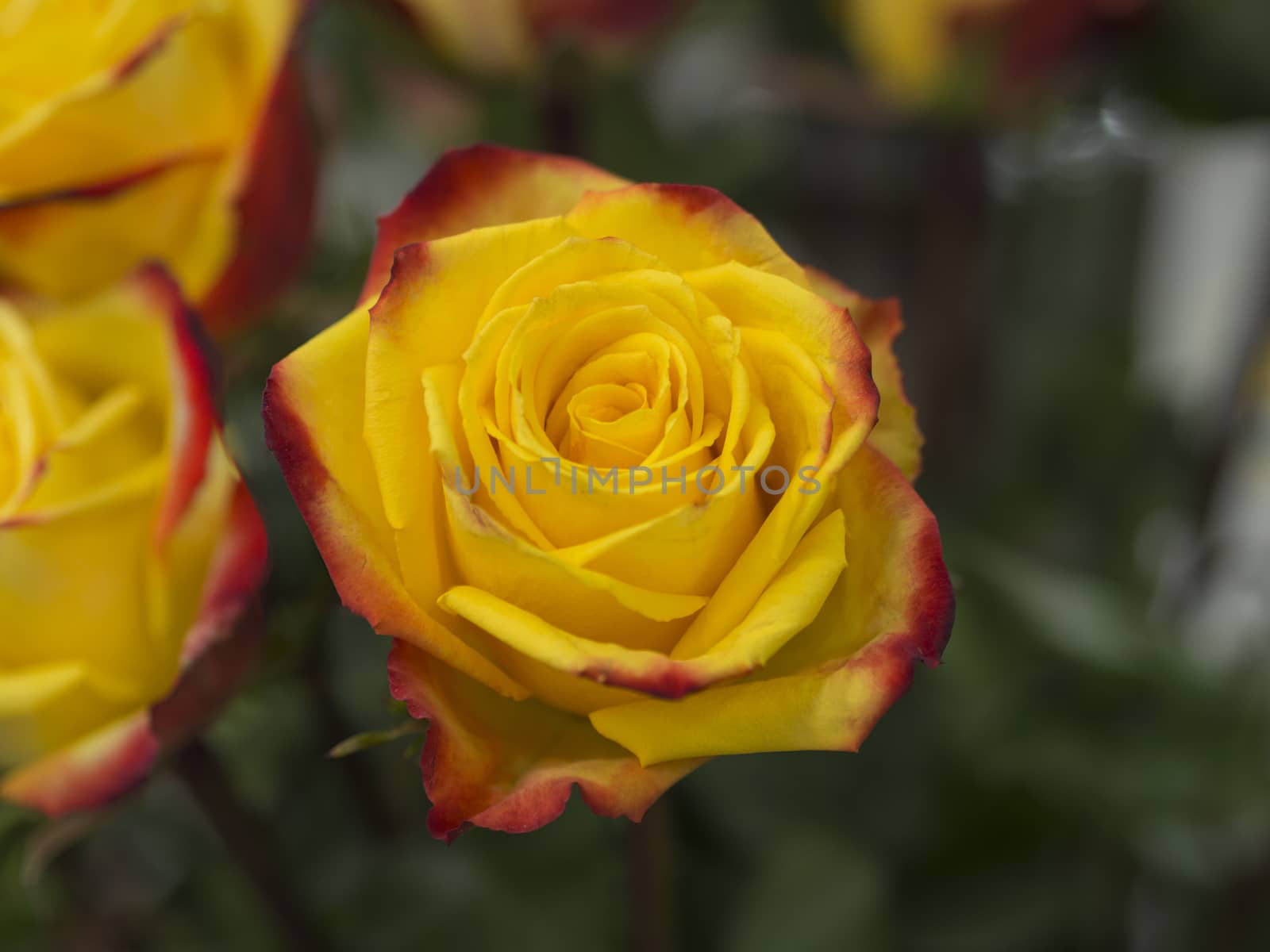 ckose up blooming yellow rose with red border on the flower leaves