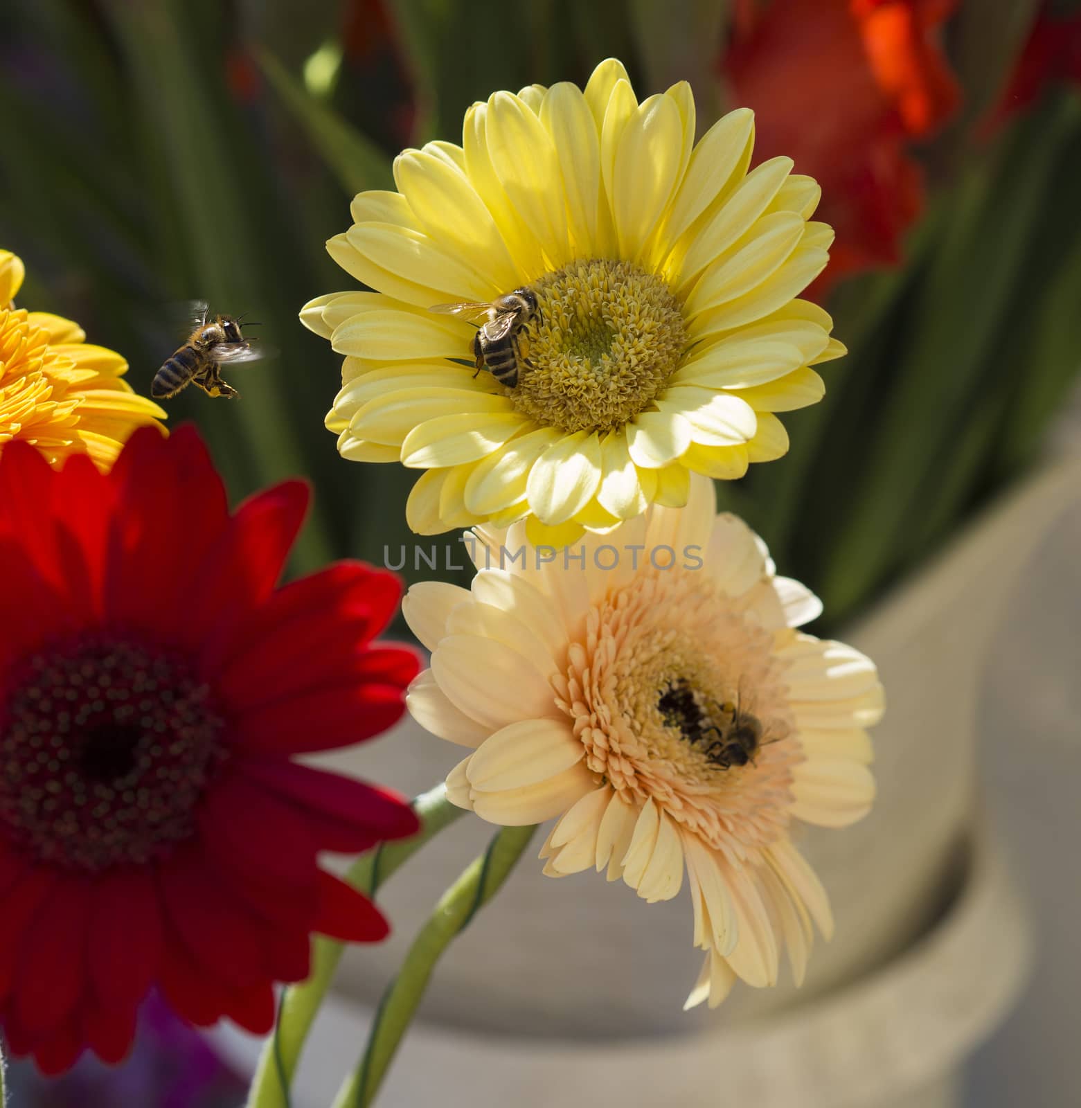 close up yellow red and pink gerber daisy with flying honey bees in sun light on blurred background