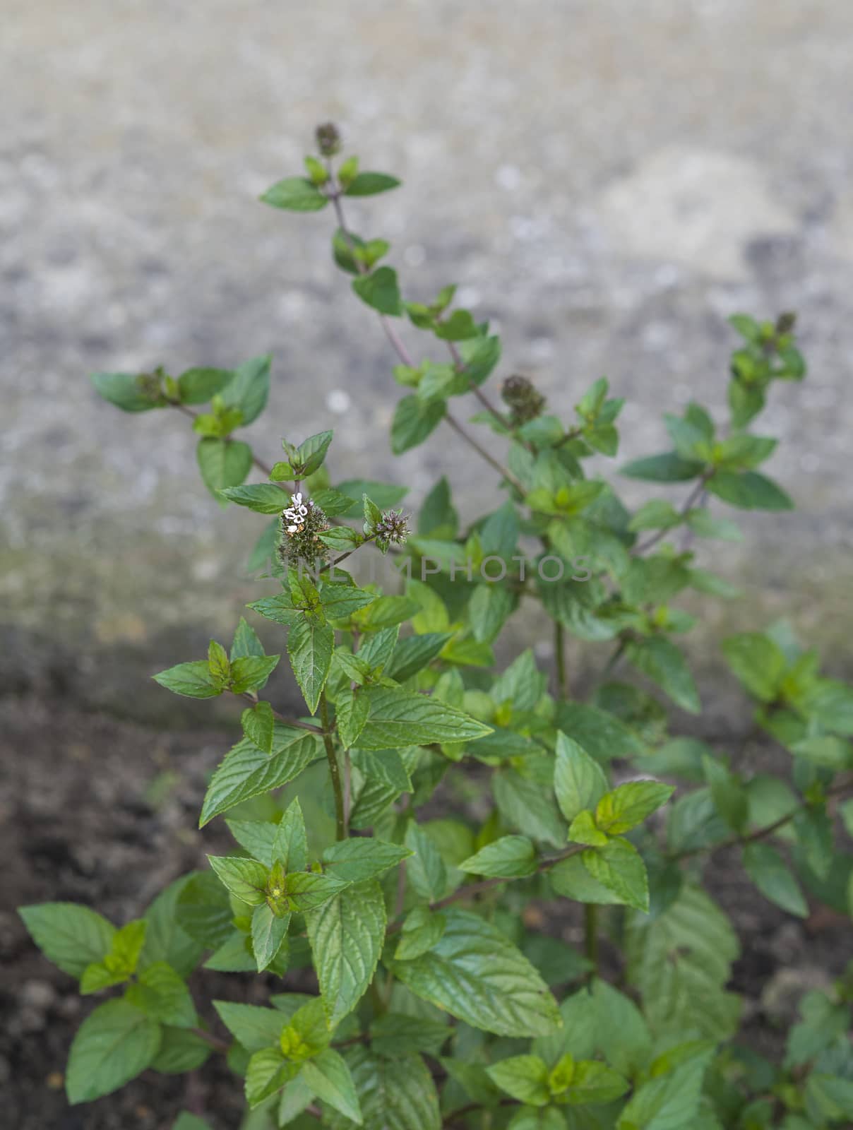 blooming fresh mint plant herb with soft beige background by Henkeova