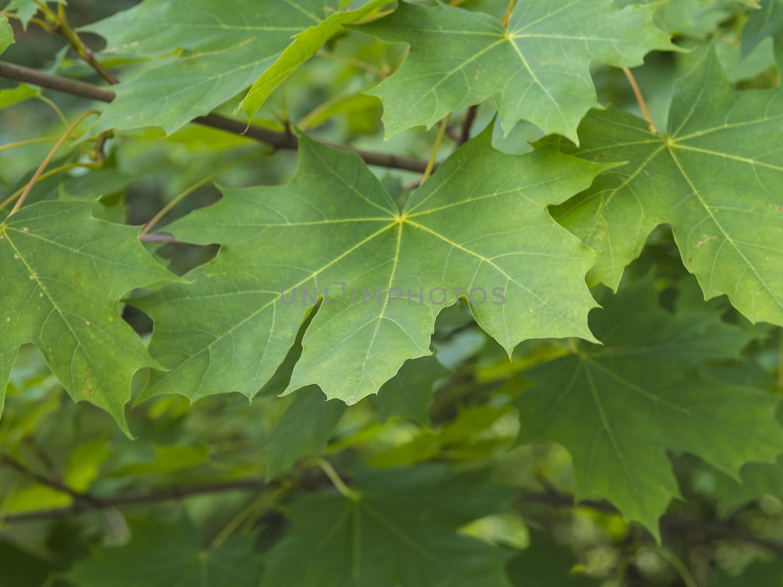 close up green maple tree leaves natural background texture