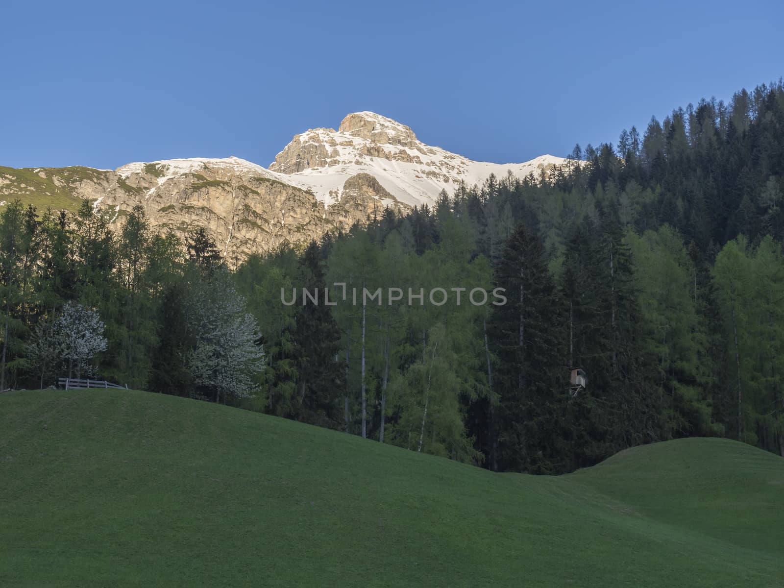 Green spring meadow with high seat and blooming trees, forest and snow covered mountain peak in Stubai valley, Neustift im Stubaital Tyrol, Austrian Alps.