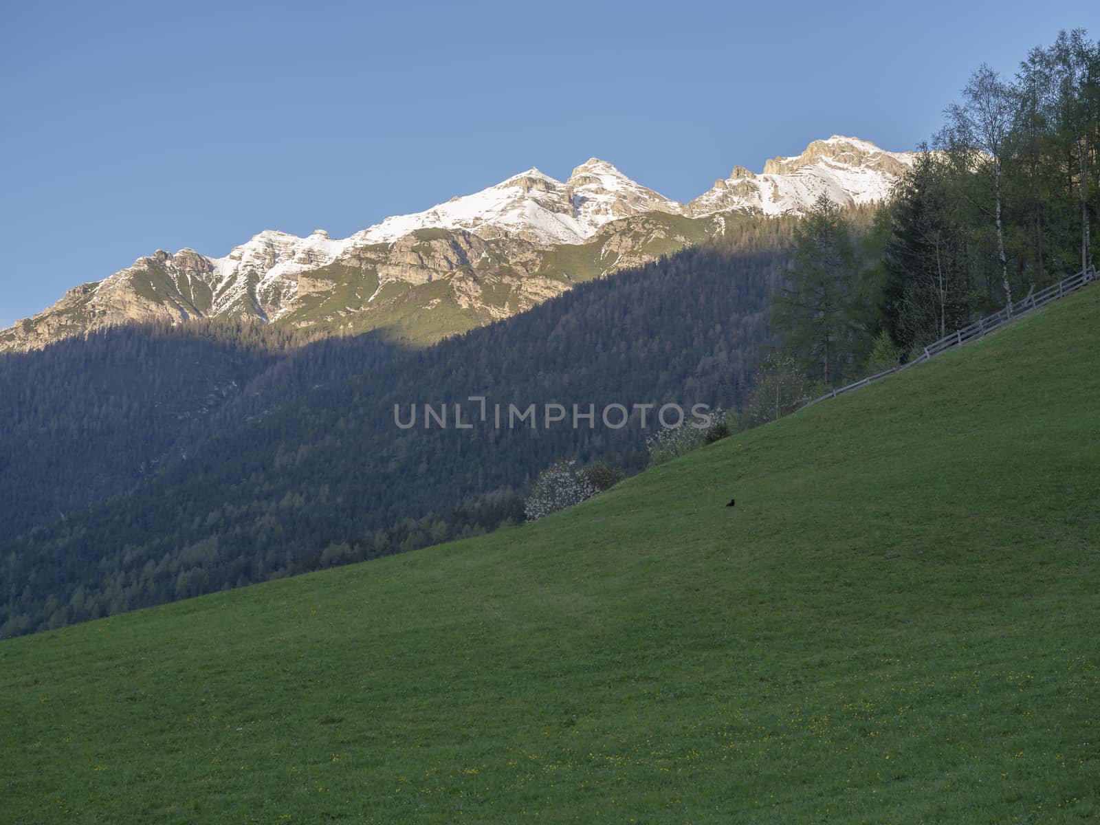 Green spring meadow with blooming trees, forest and snow covered mountain peak in Stubai valley, Neustift im Stubaital Tyrol, Austrian Alps.
