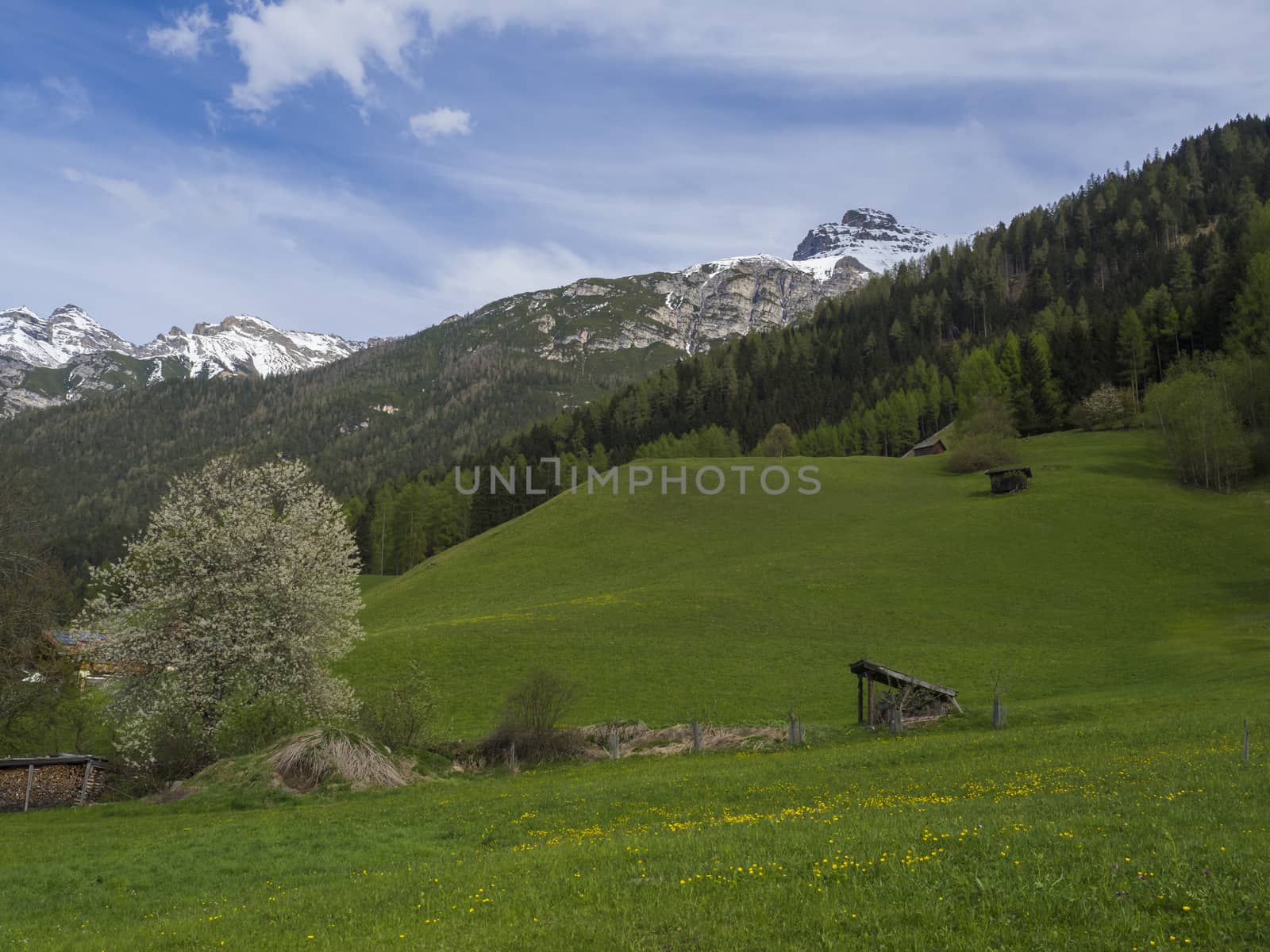 Green spring meadow with haylofts and blooming flowers and trees, forest and snow covered mountain peak in Stubai valley, blue sky clouds. Neustift im Stubaital Tyrol, Austrian Alps.