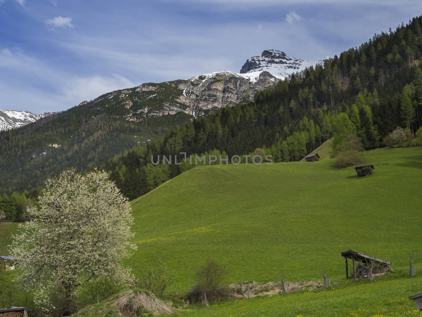 Green spring meadow with haylofts and blooming flowers and trees, forest and snow covered mountain peak in Stubai valley, blue sky clouds. Neustift im Stubaital Tyrol, Austrian Alps.