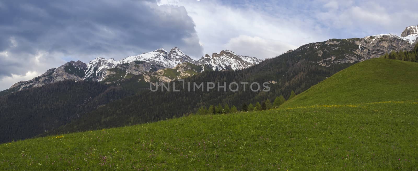 Panoramic landscape of green spring meadow with blooming flowers and trees, forest and snow covered mountain peak in Stubai valley, dramatic clouds.Neustift im Stubaital Tyrol, Austrian Alps.