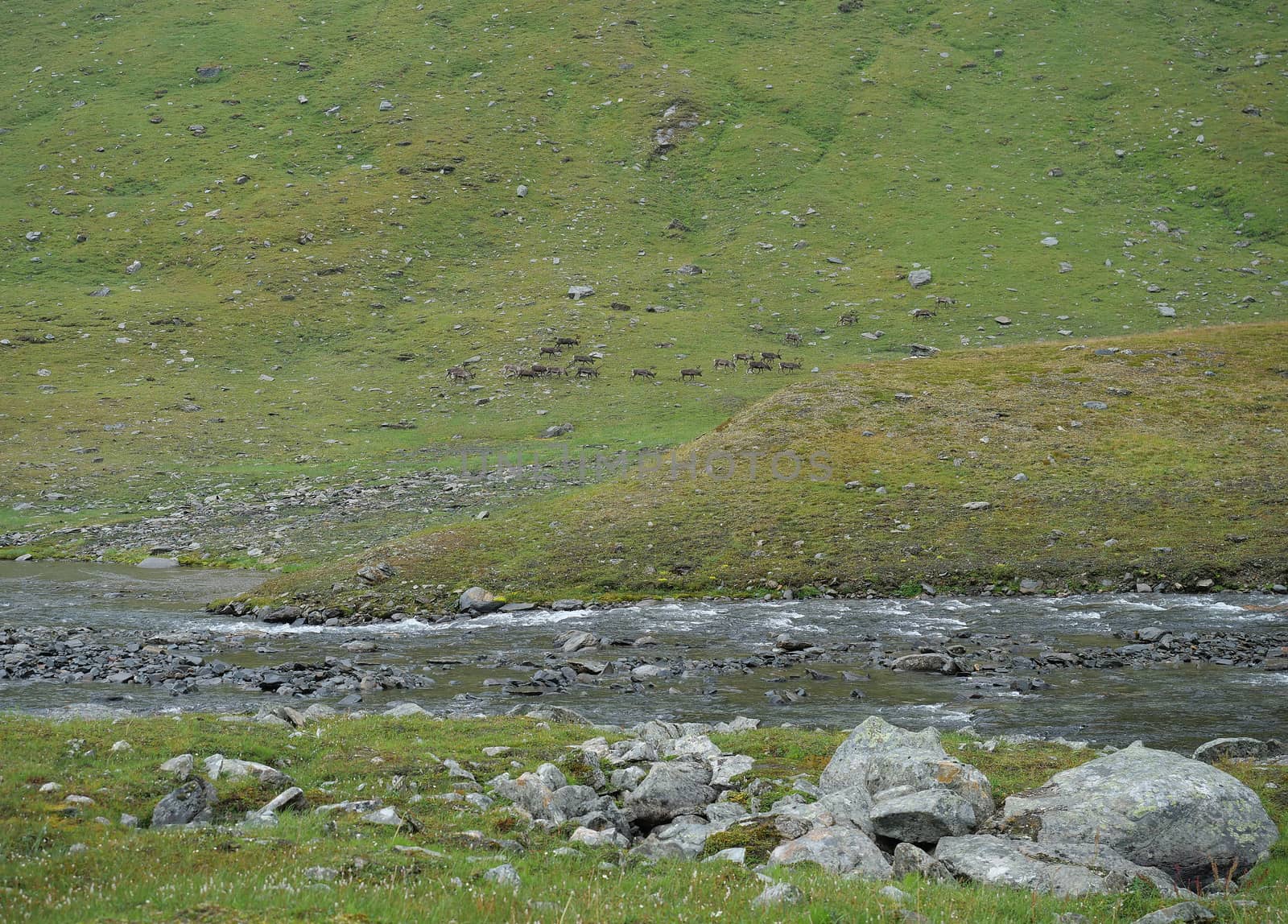 Lapland glacial river with herd of northern reindeer grazing on rocky green hill slope