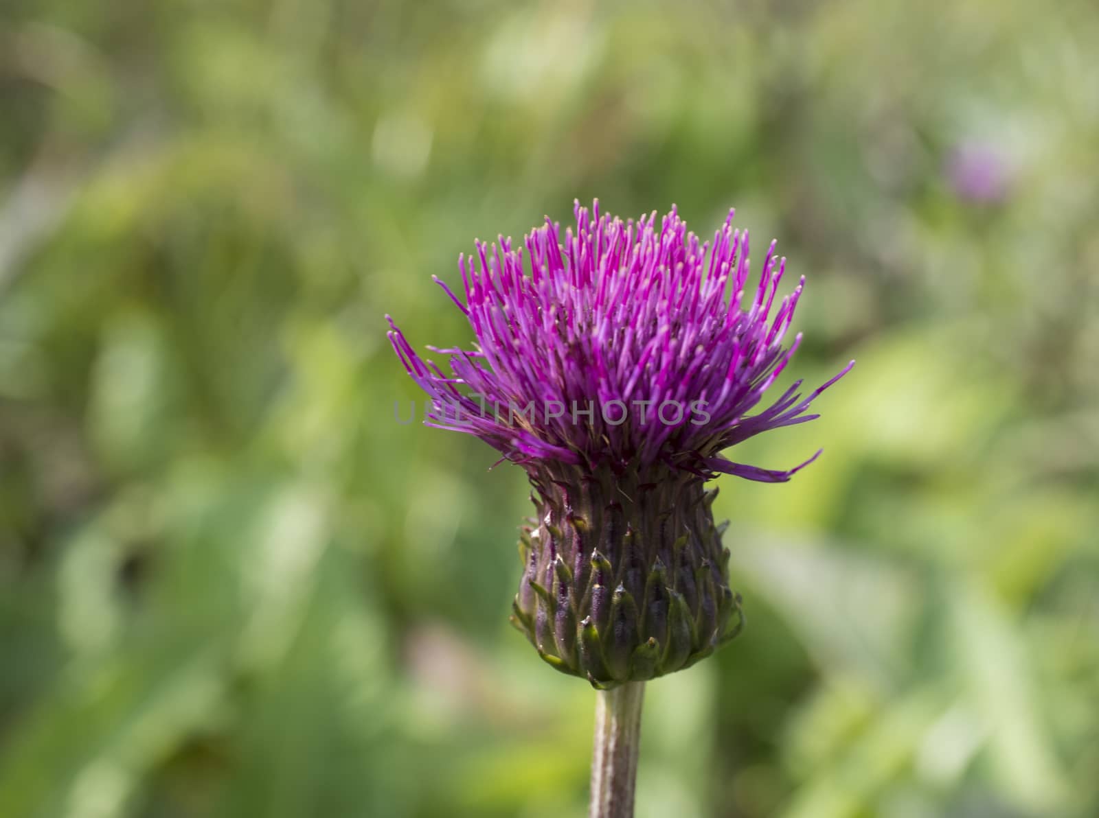 One close up purple field thistle closeup on green bokeh background Floral green-violet background. Pink thorny thistle flower. Selective focus, vivid colors