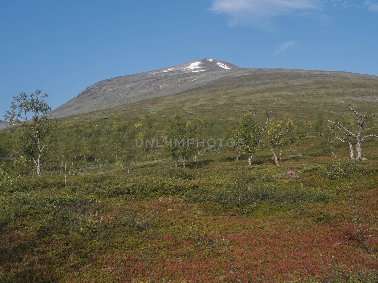 Colorful mountain Sanjartjakka at turn-off to peak from Kungsleden hiking trail. Beautiful wild Lapland nature landscape with birch tree forest and red bushes. Blue sky background.