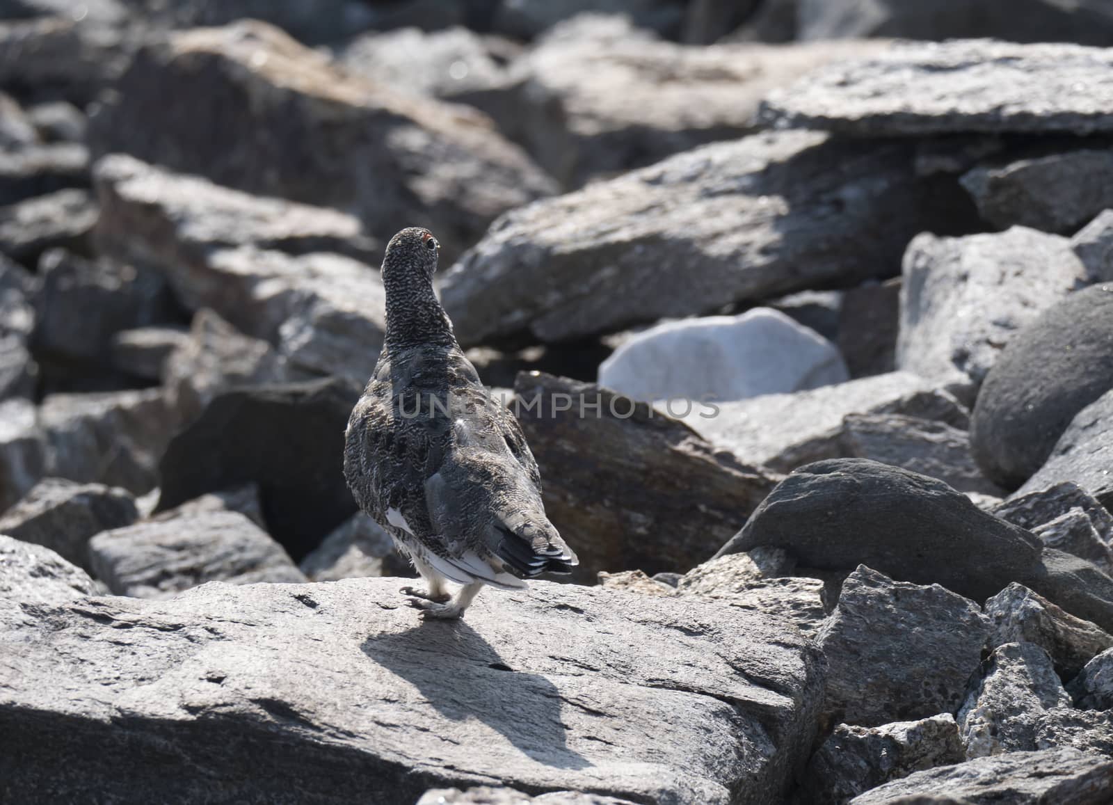 Close up male rock ptarmigan, Lagopus muta, standing on rock stones at Lapland mountain in summer. Selective focus.