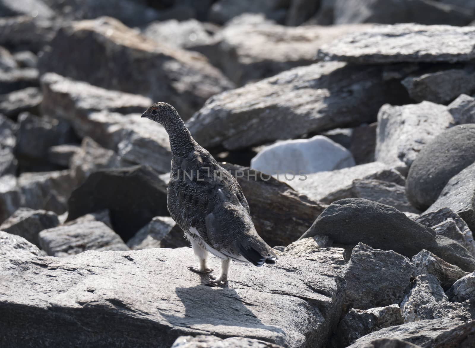 Close up male rock ptarmigan, Lagopus muta, standing on rock stones at Lapland mountain in summer. Selective focus.