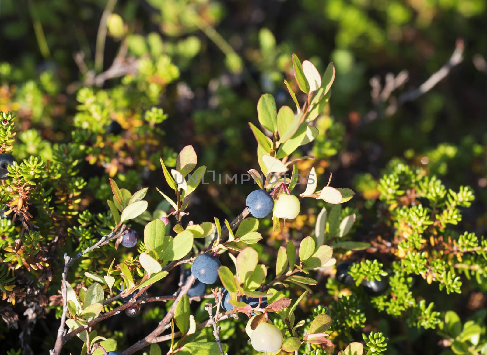close up ripe and green blueberry on the branch in golden sun light. selective focus.