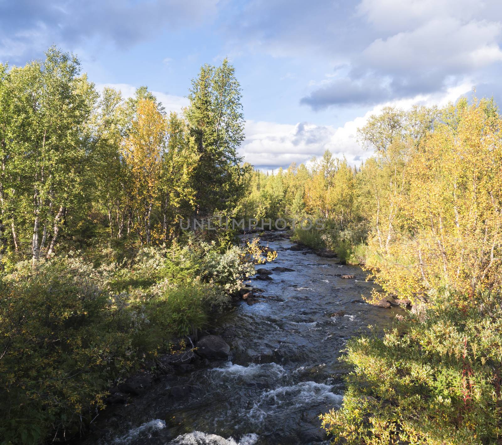 River stream in Sarek national park in Sweden Lapland with birch and spruce tree forest. Early autumn colors, blue sky white clouds