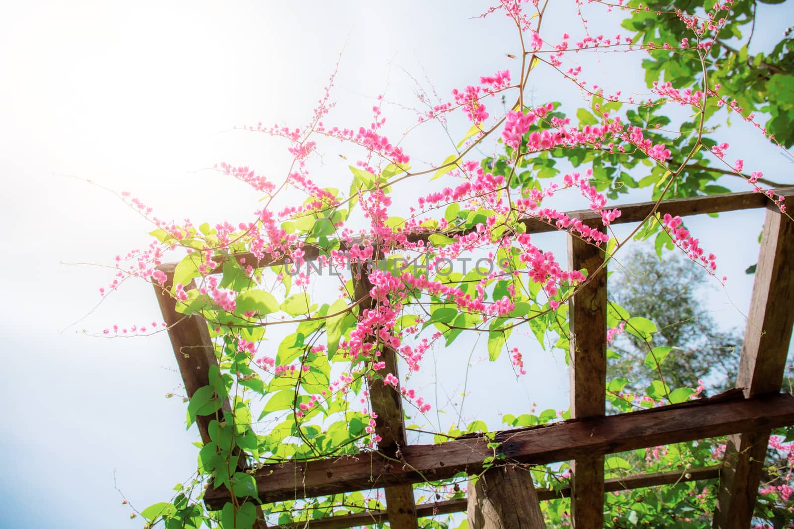 Ivy flowers at sunlight. by start08