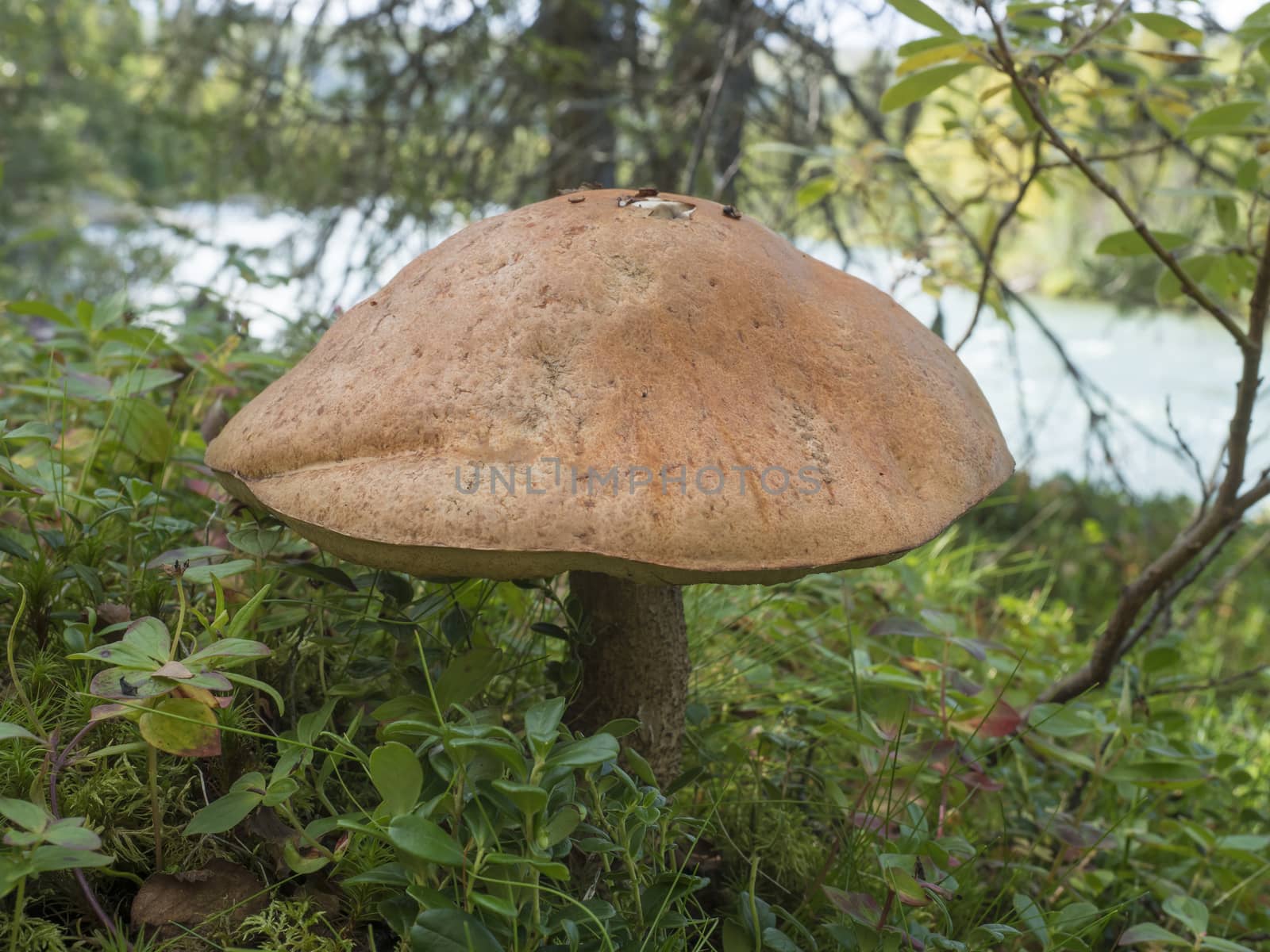 Big close up birch bolete, Leccinum scabrum, known as the rough-stemmed bolete or scaber stalk, brown cup mushroom growing in autumn Lapland forest by Henkeova