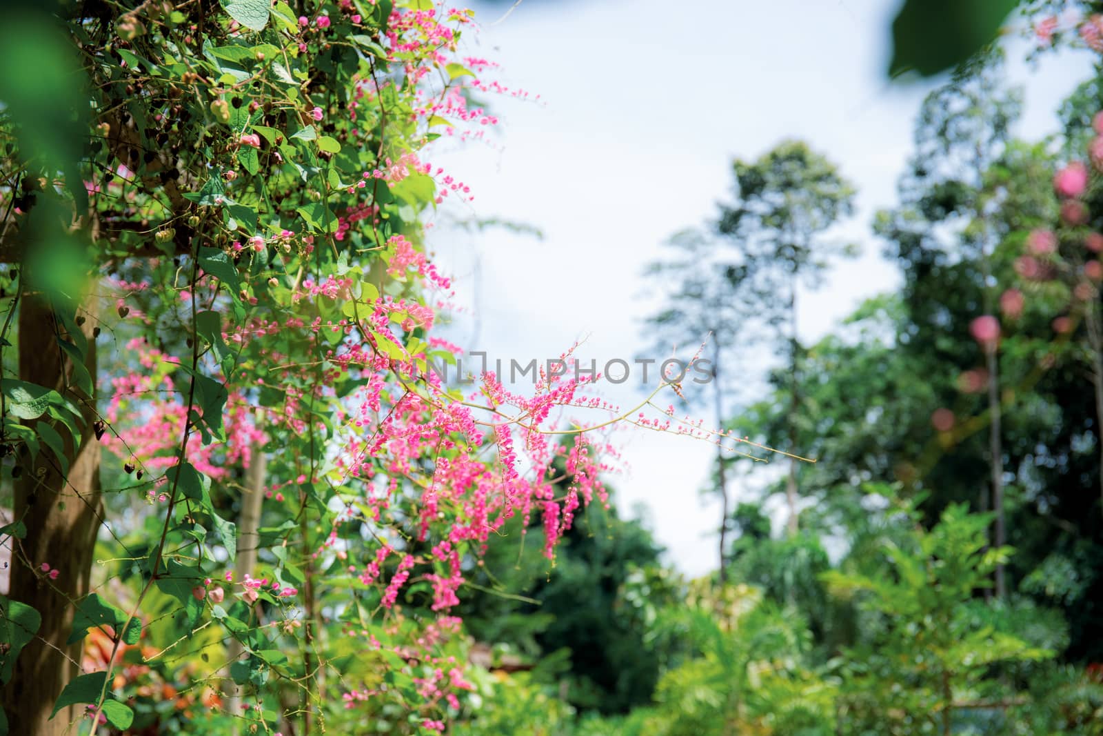 Pink ivy flowers in garden with the sky.