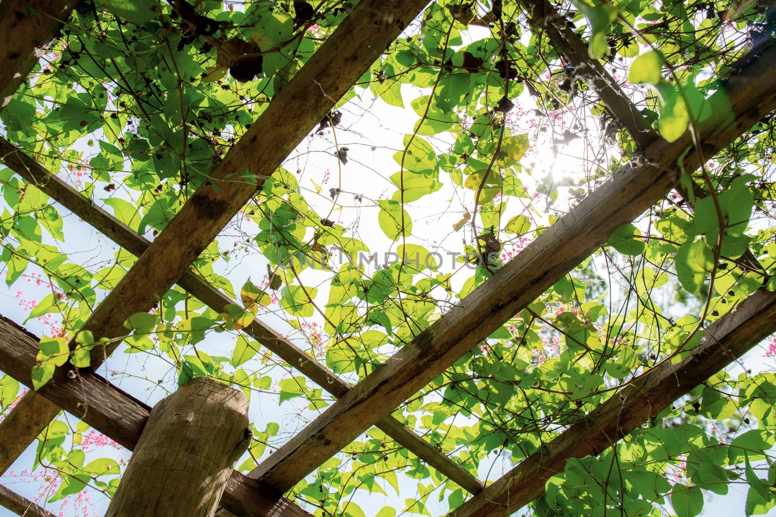 Ivy on trellis in garden with the sunlight.