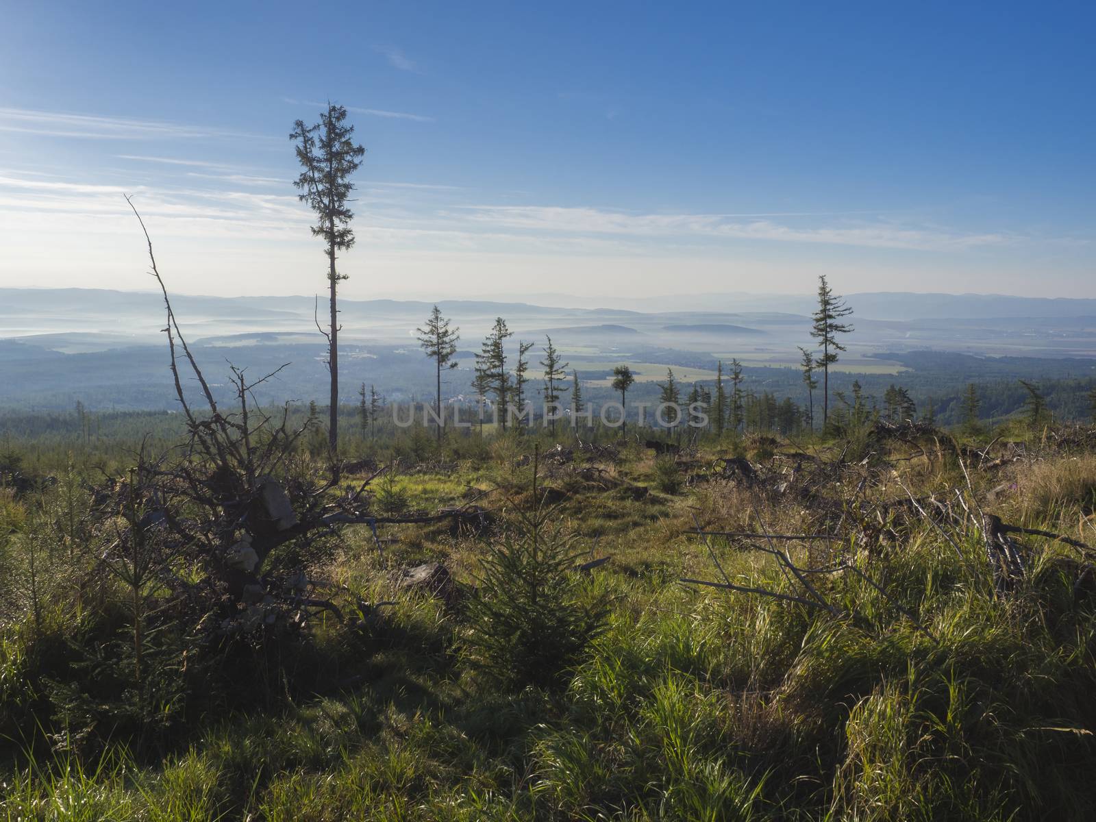 Landscape of summer mountains in morning. A view of the blue misty slopes of the mountains in the distance. Tall pine trees and coniferous forest hills in fog and rays of sunlight. Travel background, tatra mountain, Slovakia.