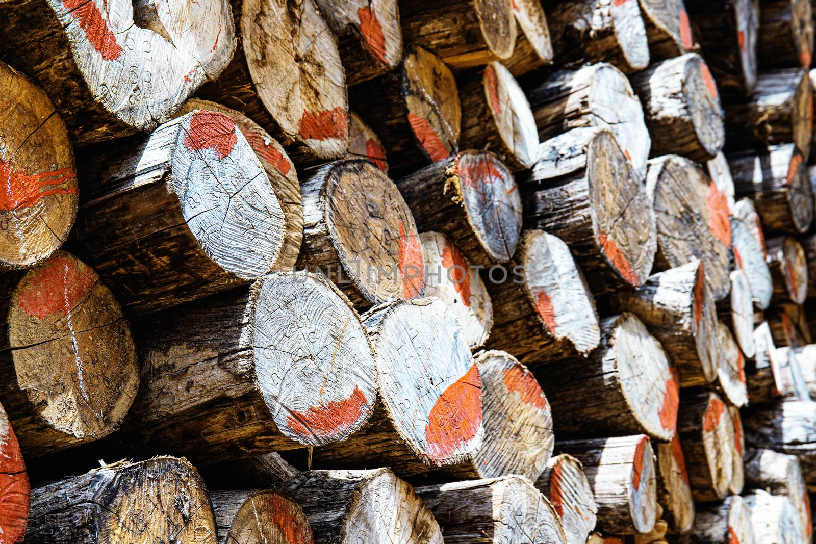 Log piles with sunlight. by start08