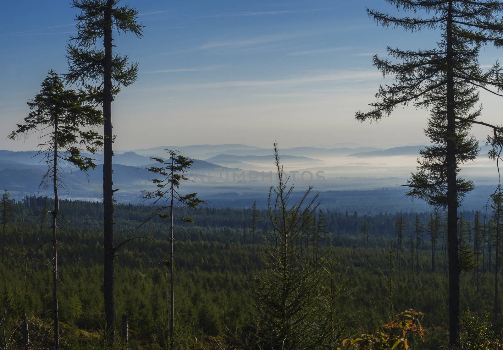 Landscape of summer mountains in morning. A view of the blue misty slopes of the mountains in the distance. Tall pine trees and coniferous forest hills in fog and rays of sunlight. Travel background, tatra mountain, Slovakia.