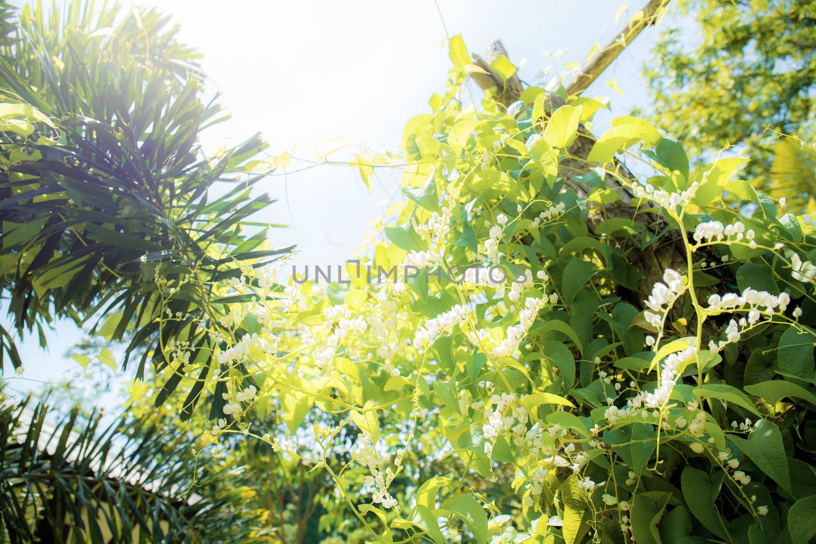 Ornamental plants and white flower at sunlight in the garden.