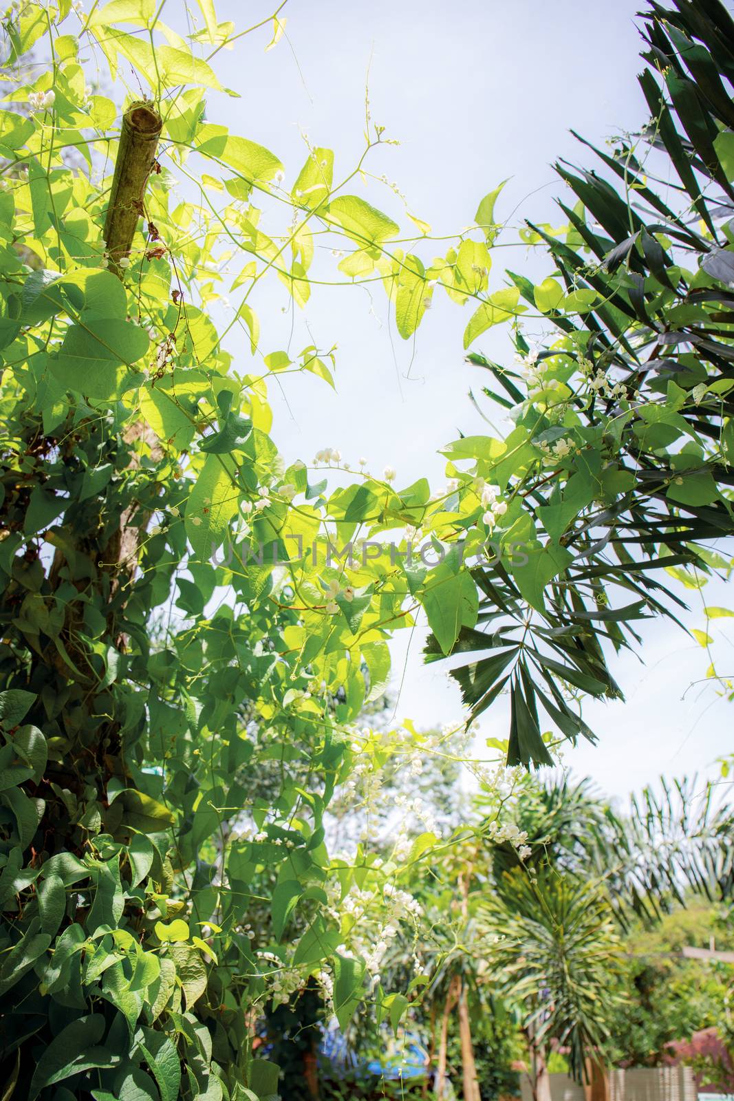 Ornamental plants at sunlight in the backyard.