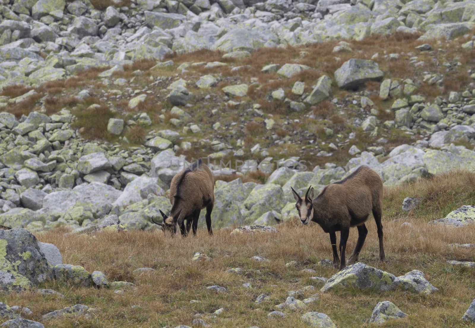 Group of chamoises grazing on autumn rocky meadow. The Tatra chamois, Rupicapra rupicapra tatrica , High tatras mountain, Slovakia