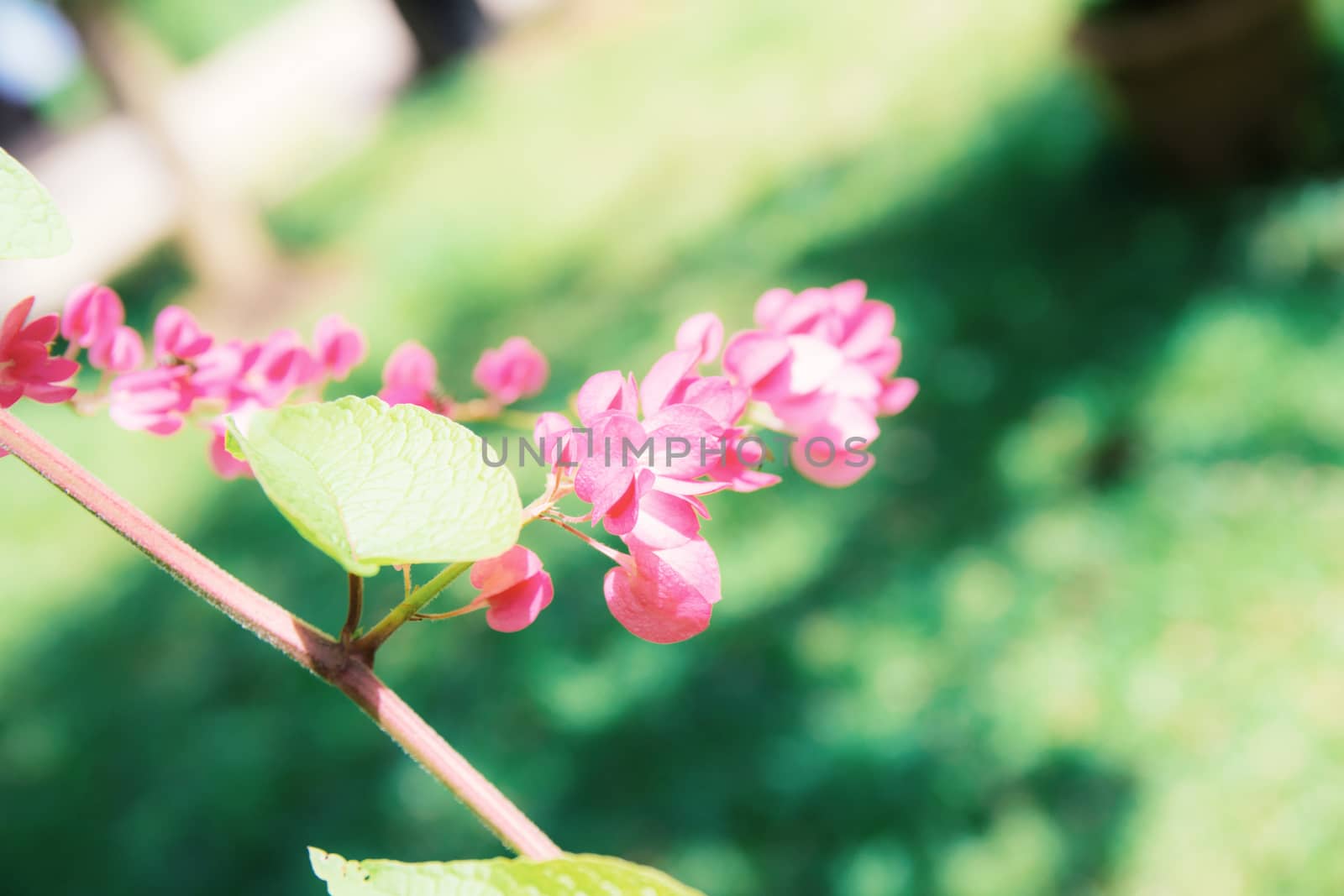 Pink flower ivy in the garden with green lawn background.