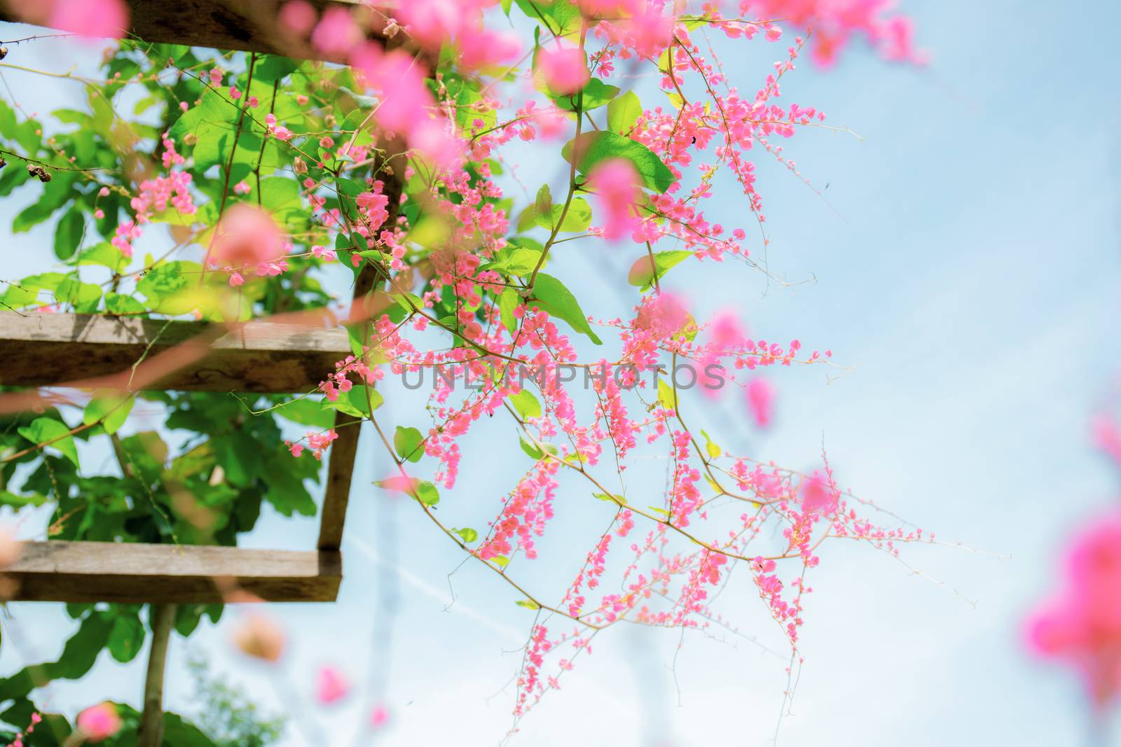 Pink ivy flowers on fence with the sky.