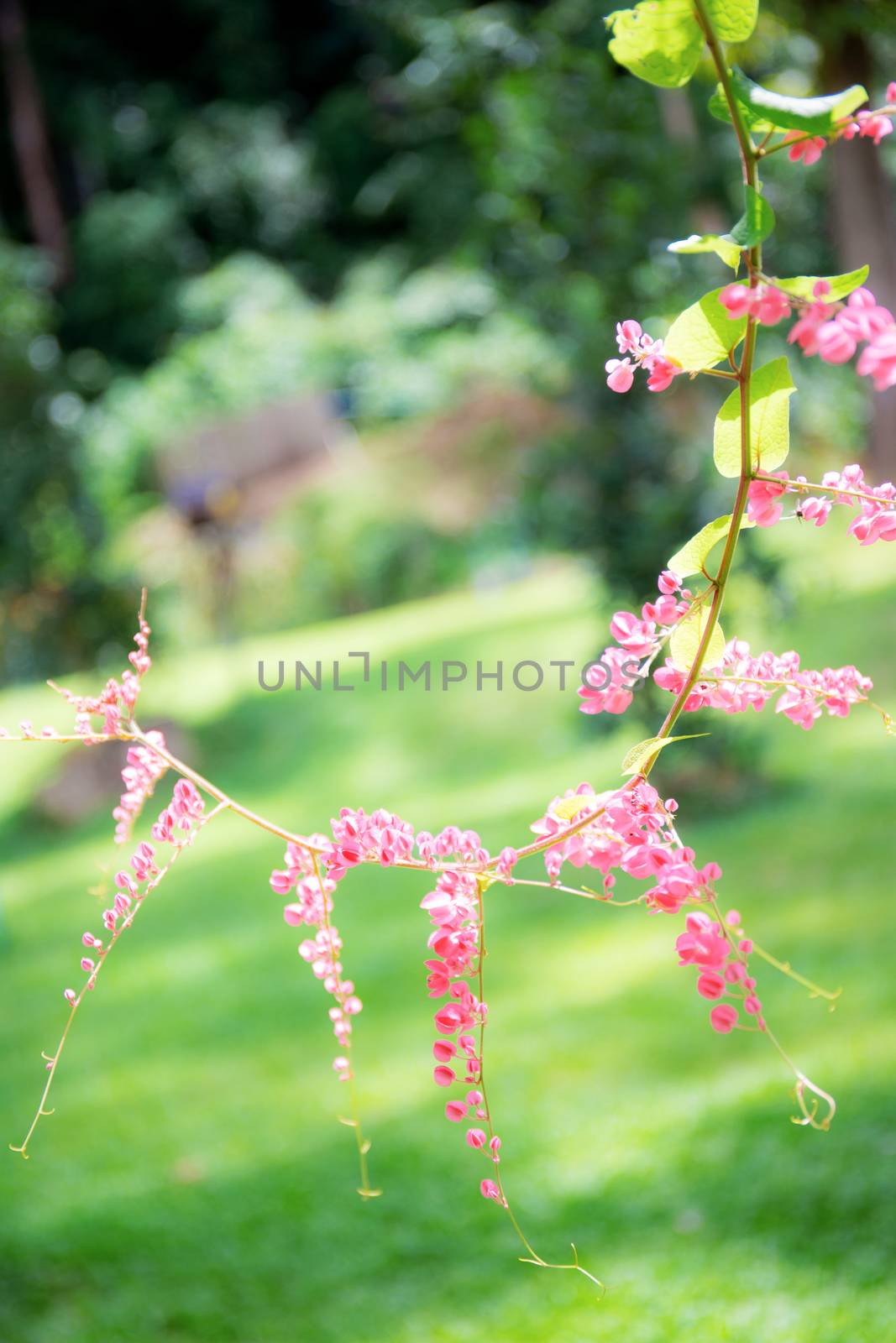 Pink ivy flowers in garden. by start08