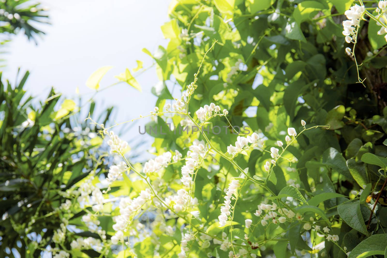 White flowering ivy on fence at sky. by start08