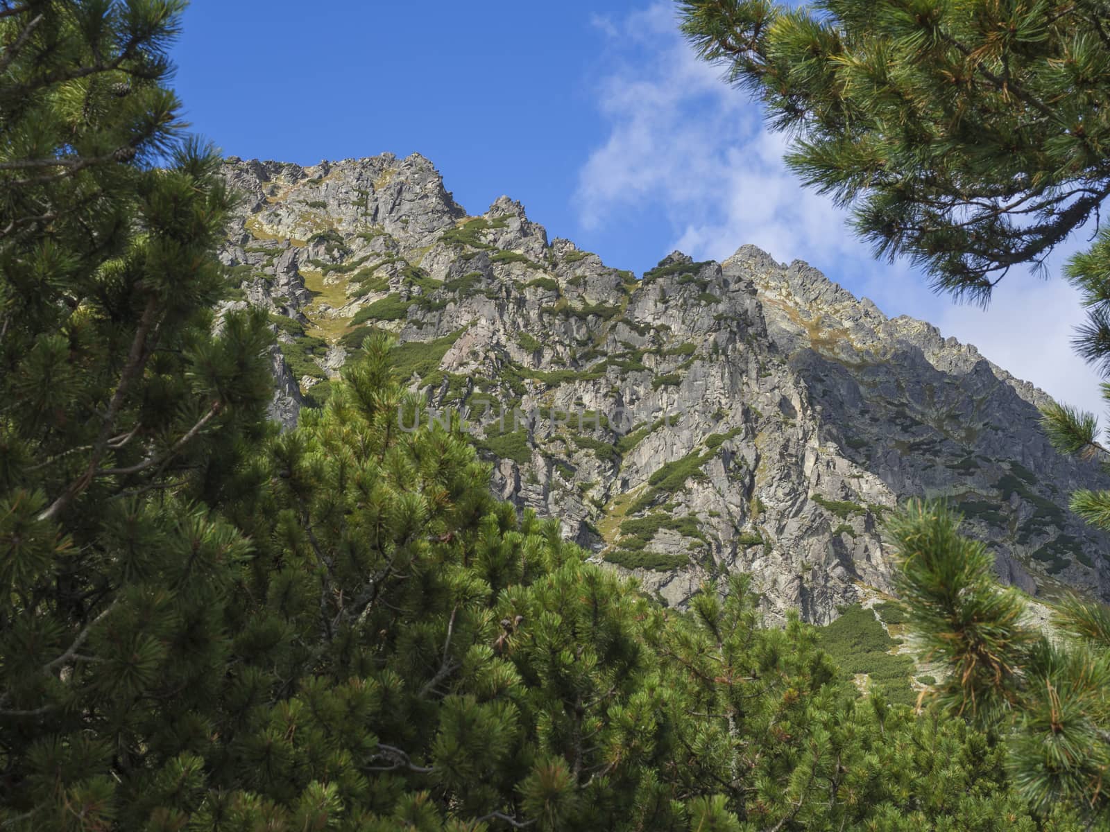 Beautiful sharp mountain peaks framed by pine trees, High Tatras mountain, Slovakia, late summer sunny day, blue sky background.