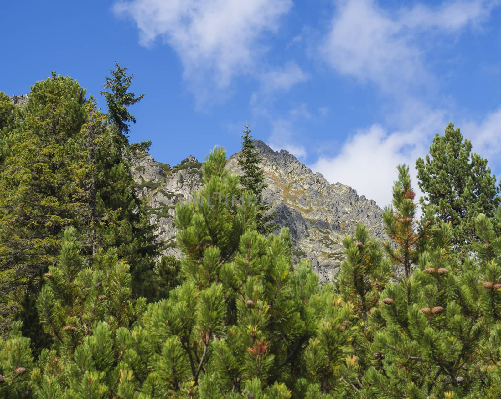 Beautiful sharp mountain peaks with pine trees, High Tatras mountain, Slovakia, late summer sunny day, blue sky background.