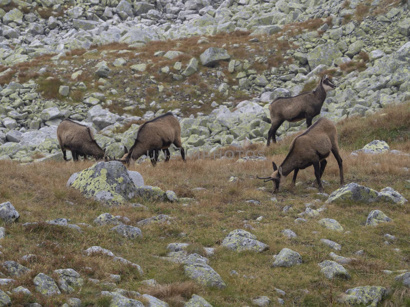 Group of chamoises grazing on autumn rocky meadow. The Tatra chamois, Rupicapra rupicapra tatrica , High tatras mountain, Slovakia