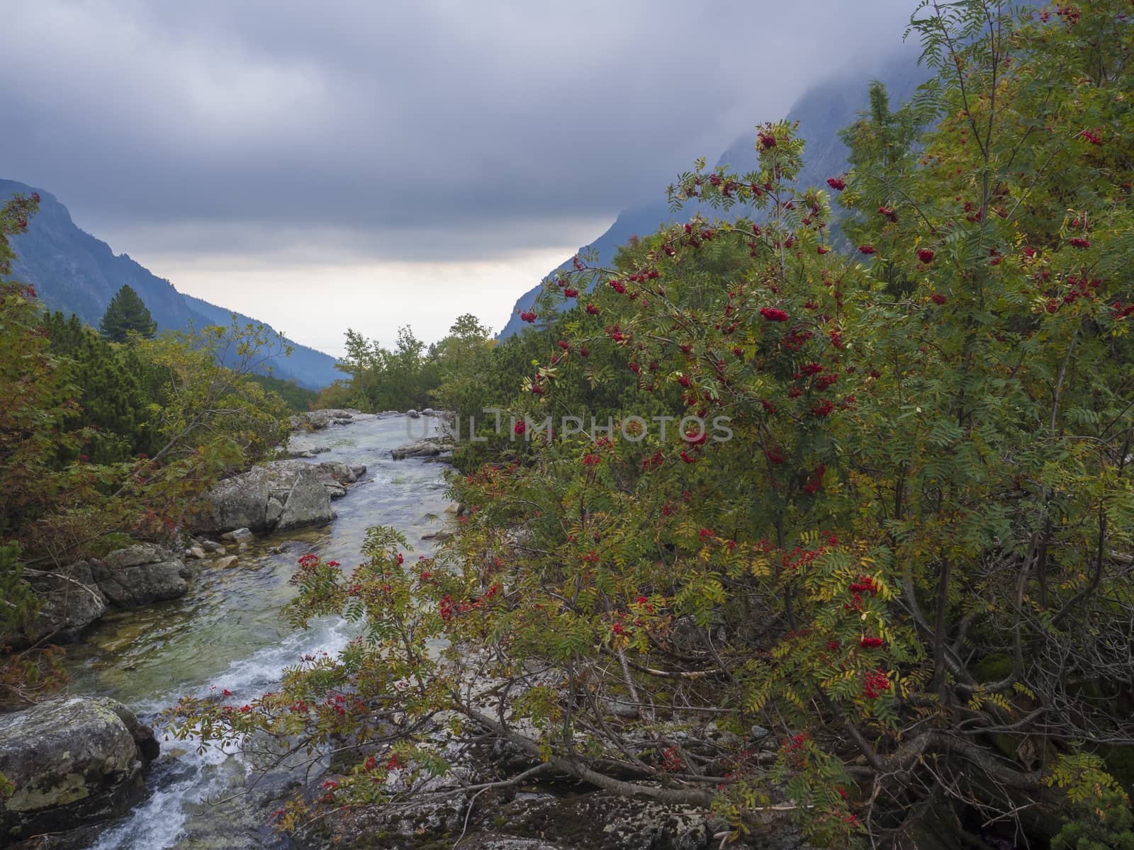 view on wild river stream with boulders, autumn colored rowan tree and moody sky at mountain valley Velka Studena Dolina in Slovakia High Tatra mountains. Beautiful autumn panorama.