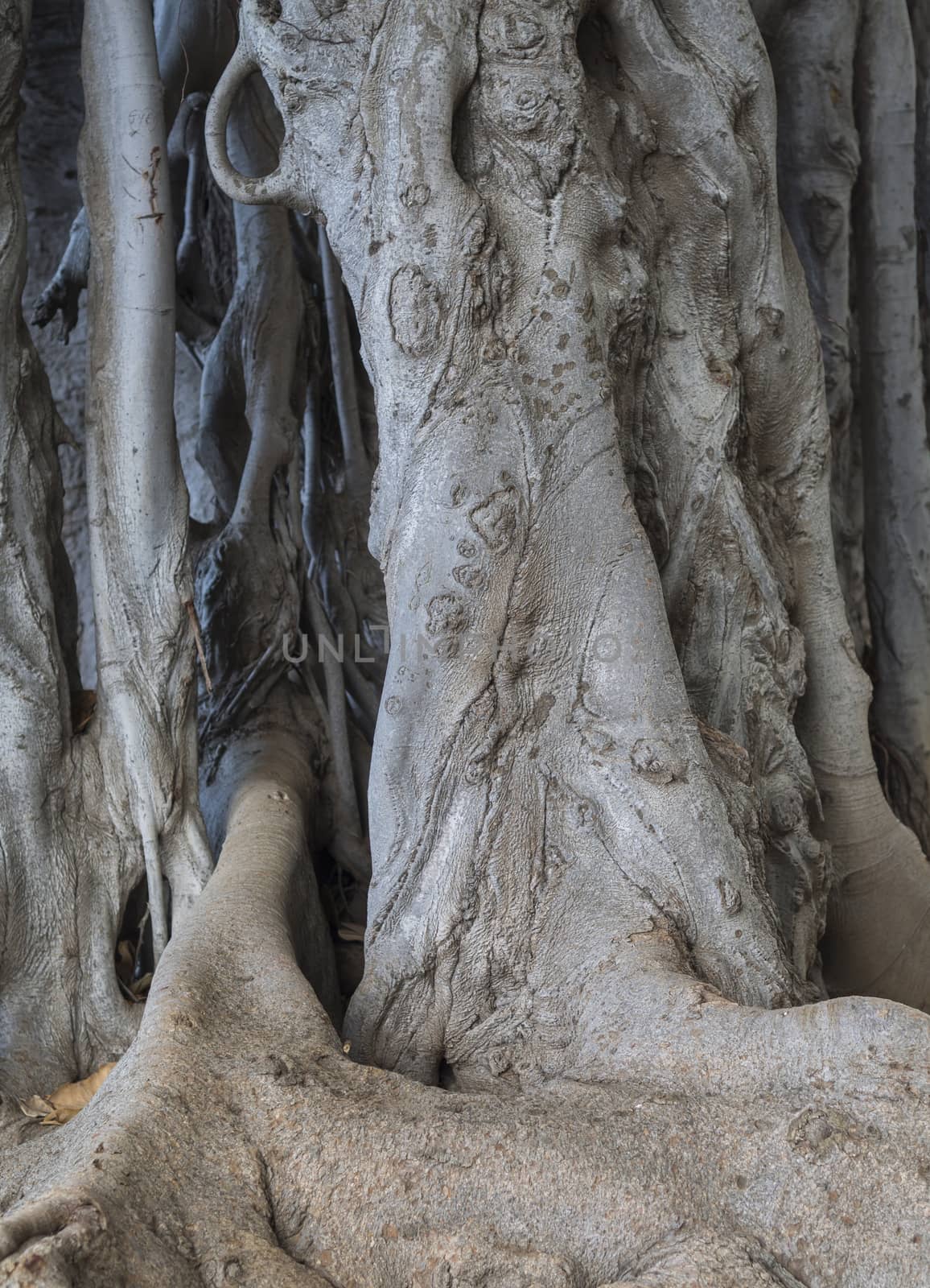 Detail of giant Ficus tree (Ficus macrophylla) tangle of roots and trunk natural texture abstract background