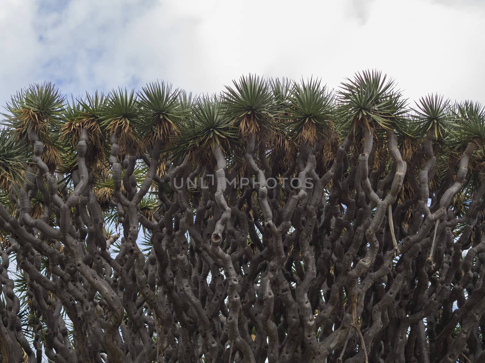 tree crown detail of old El drago famous millenario giant 2000 years old draceana tree in  Icod de los vinos Tenerife island Spain