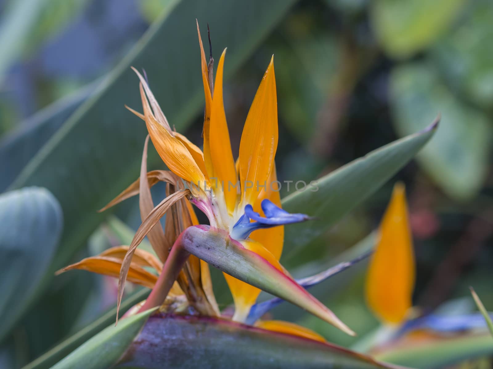 close up blooming Strelitzia reginae orange and blue flower head crane flower or bird of paradis by Henkeova