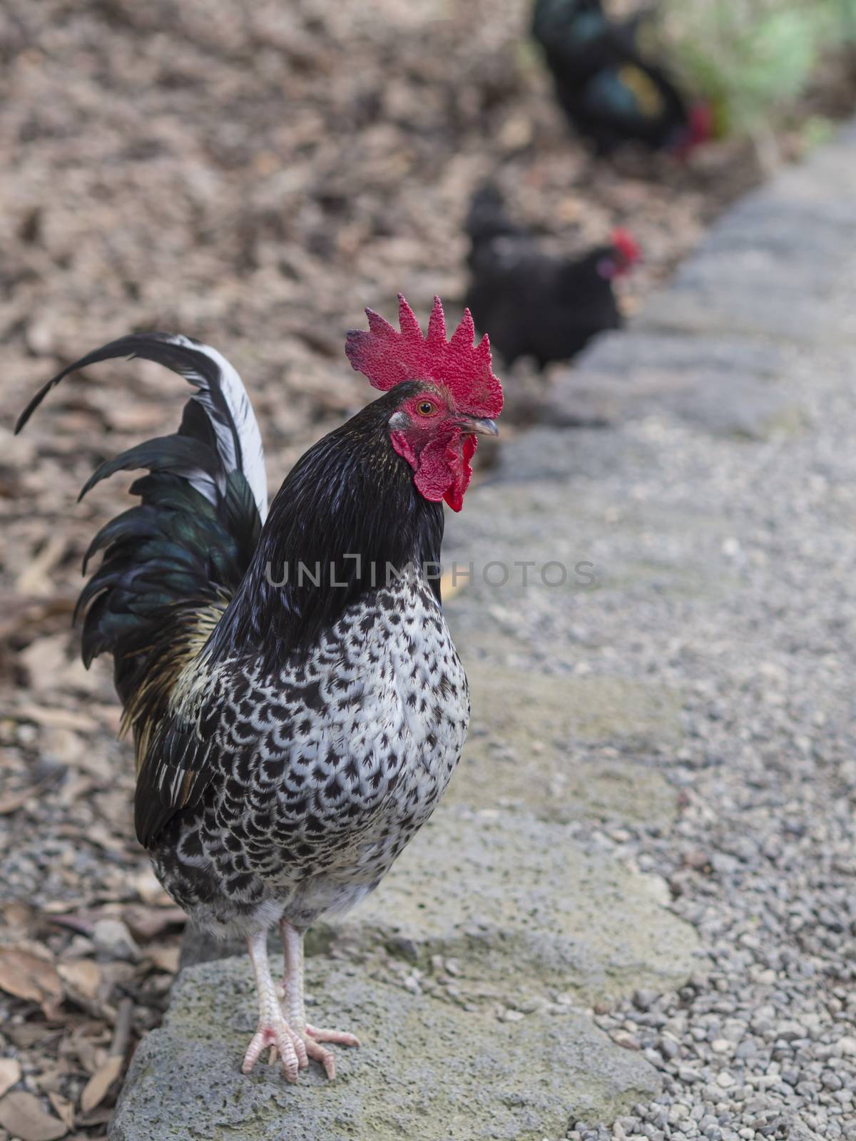 close up cock Dark Brahma Rooster standing on the road with two defocused hen in background by Henkeova