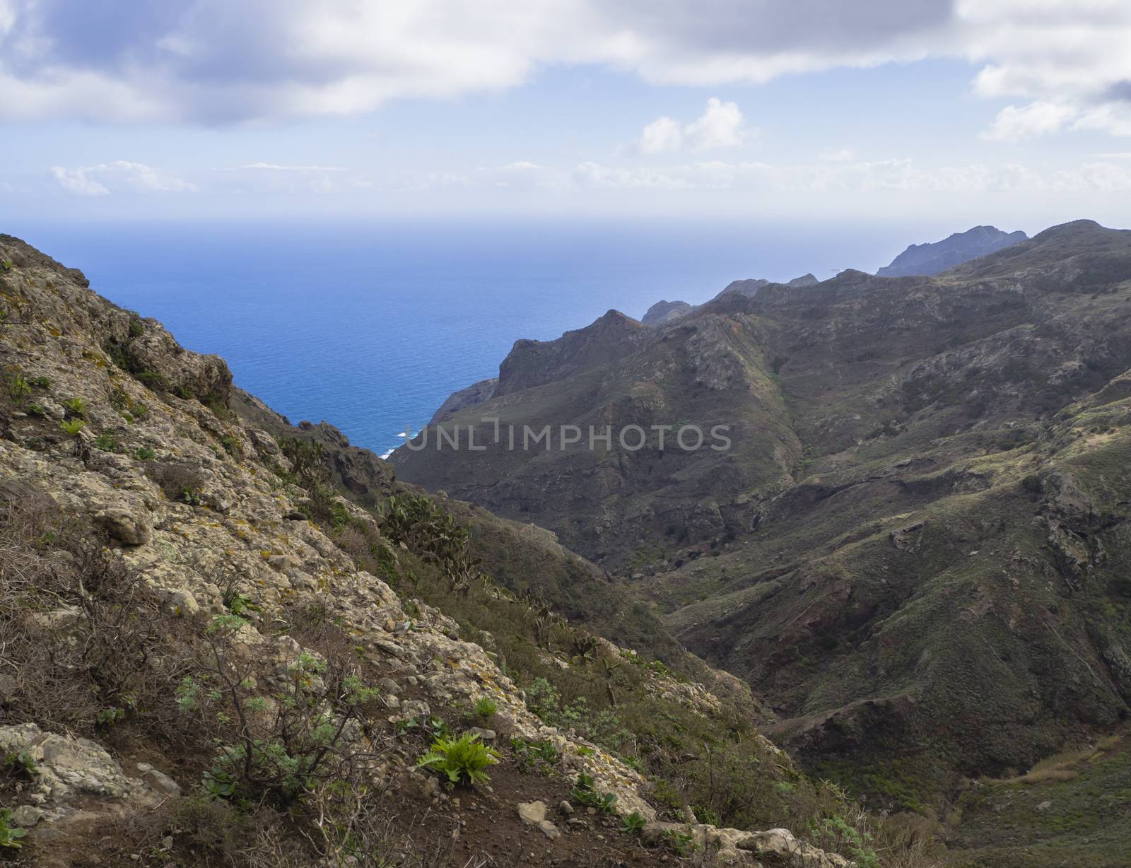 lava rock cliff with small green vegetation, blue sea horizon and sky with white clouds in anaga mountain tenerife