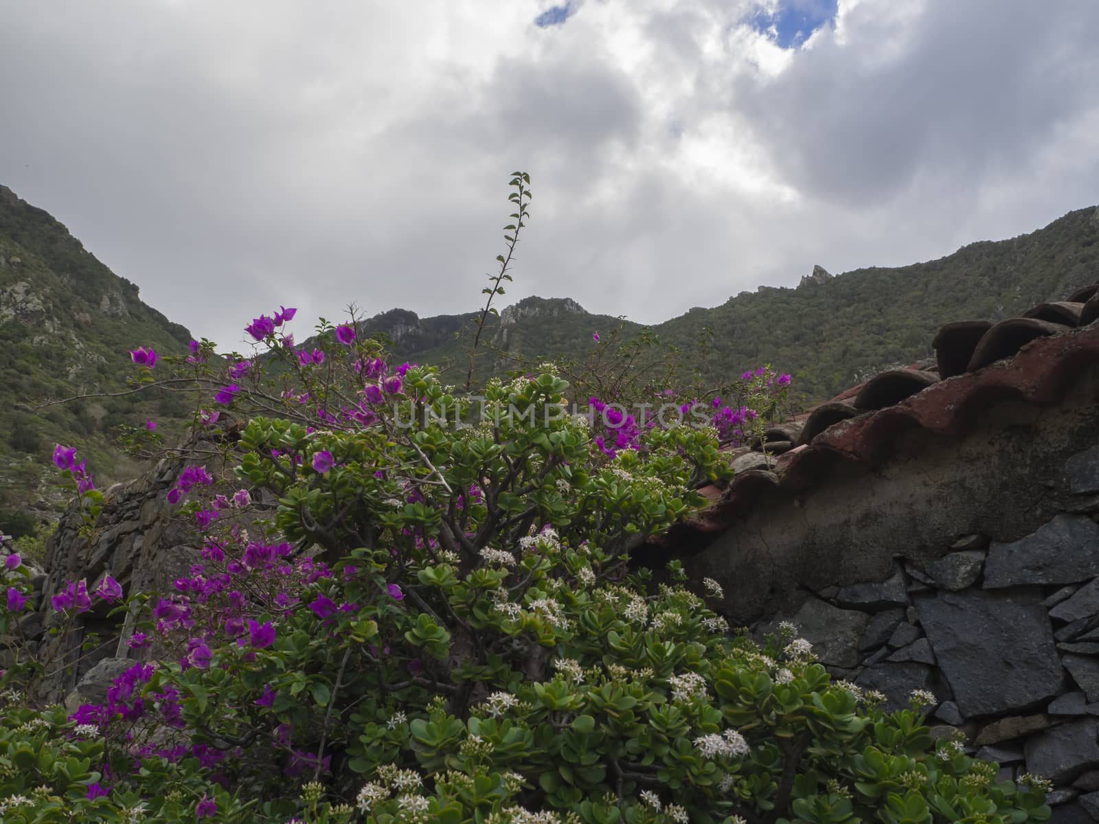 purple tropical flowers with old stone house and green hills white clouds sky background