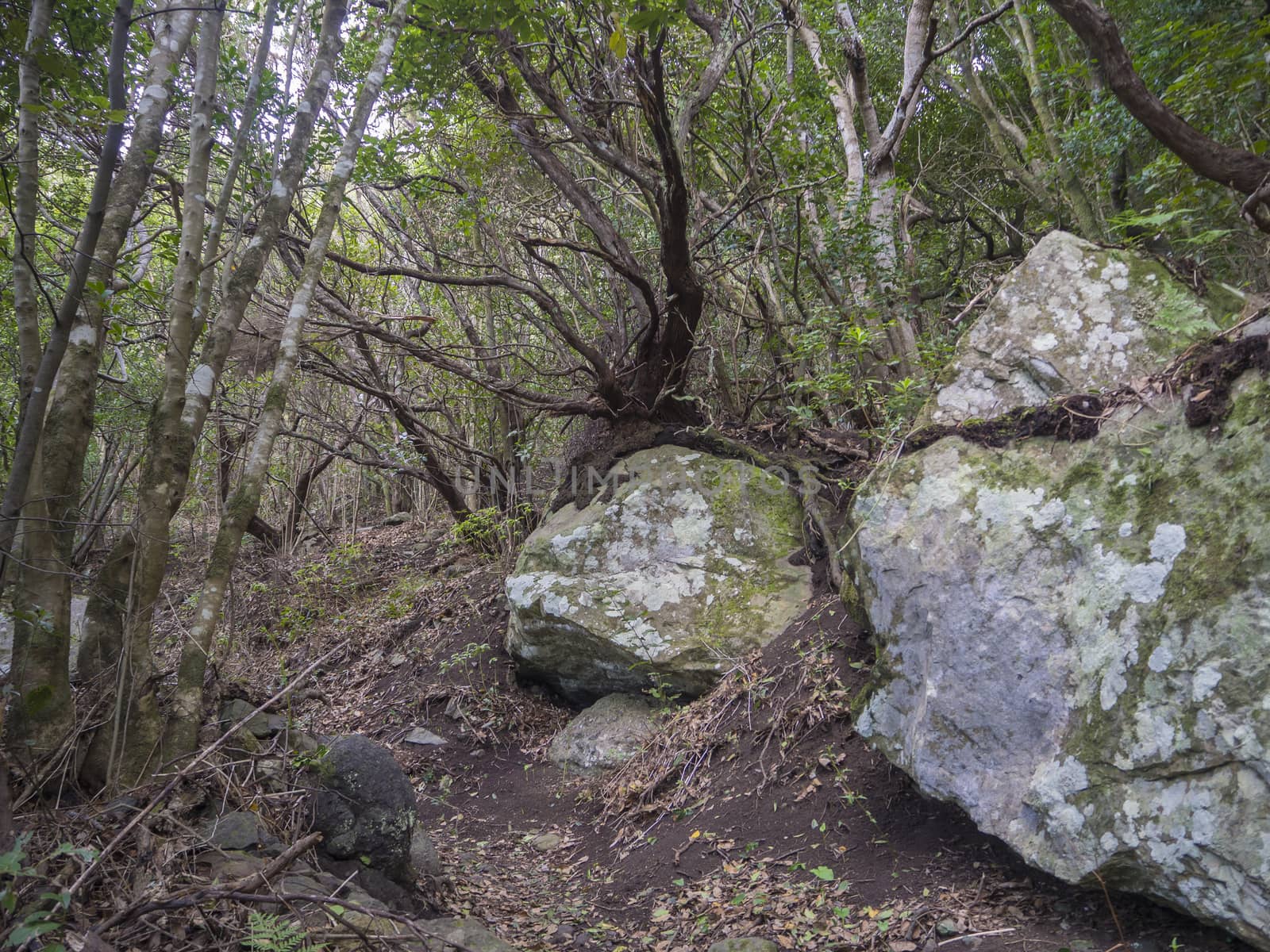 mystery primary Laurel forest Laurisilva rainforest with old green mossed tree and rocks and footpath in anaga mountain, tenerife  canary island spain