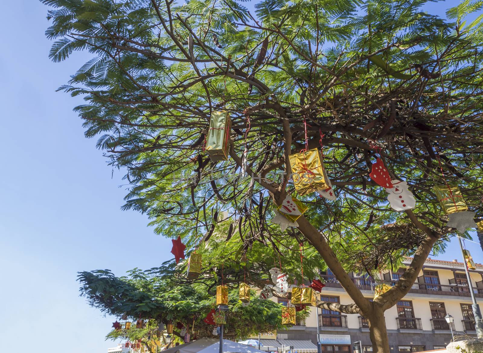 Summer Christmas trees. Tropical palm trees decorated with colourful ornaments and decorations for the holidays. Pink baubles and gift box, Tenerife, Canary Island, Spain